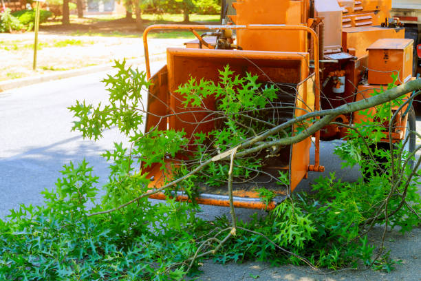 Best Tree Maintenance Programs  in Los Fresnos, TX