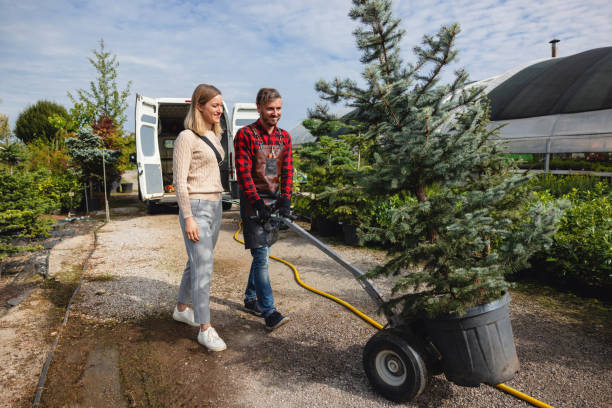 Reliable Los Fresnos, TX Tree Services Solutions