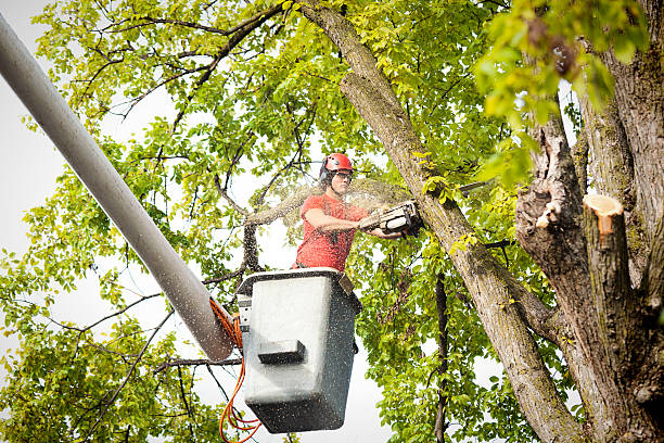 Leaf Removal in Los Fresnos, TX